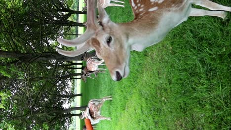 Woman-feeding-carrots-to-wild-deers-in-Phoenix-Park,-Dublin
