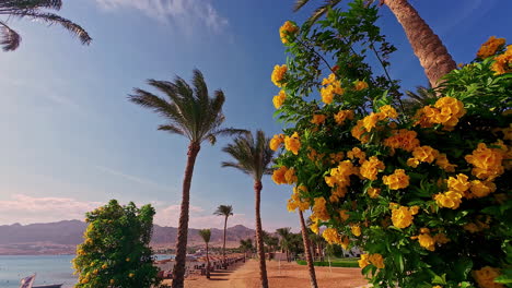 Yellow-trumpetbush-flower-blossoming-on-exotic-seaside-walk-with-palms