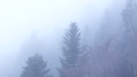 Inclinación-Aérea-Lenta-Hacia-Abajo-Sobre-árboles-Fantasmas-A-Través-De-Una-Espesa-Niebla-Sobre-Un-Etéreo-Y-Cambiante-Bosque-De-Montaña