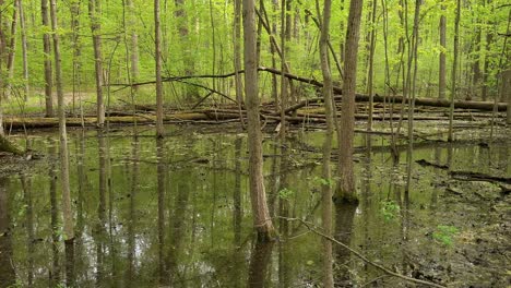 Vernal-pools-in-South-Michigan,-USA,-panning-shot-to-right