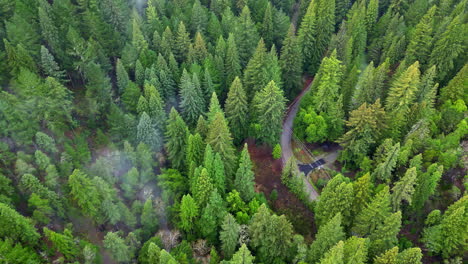 Pine-forest-road-and-rising-smoke,-aerial-drone-view