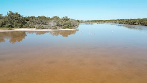 Laguna-Cerca-De-Celestún-Llena-De-Flamencos-Nadando-Al-Aire-Libre-En-Una-Bandada