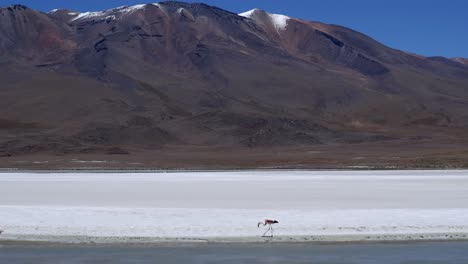 Flamingos-Ernähren-Sich-Am-Rand-Der-Salzlagune-In-Der-Nähe-Des-Kargen-Altiplano-Bergs