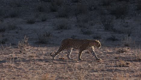 Leopard-Female-Walking-in-the-Open-in-Kgalagadi,-Wide-Shot,-Backlight