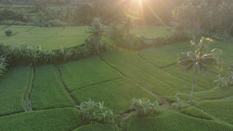 Luftaufnahme-Einer-Drohne-über-Reisfeldern-Bei-Sonnenaufgang-In-Ubud,-Bali-Mit-Sonneneruption-Und-Palmen