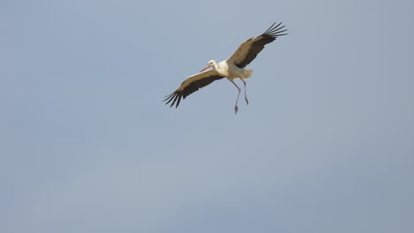 White-Stork-soaring-in-air-against-blue-sky-in-summer