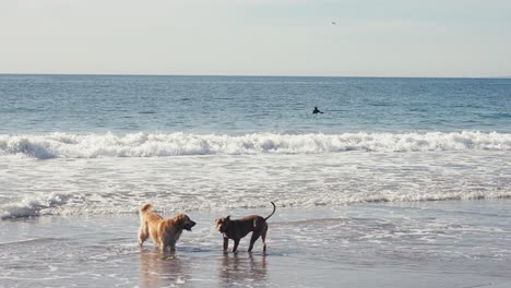 Perros-Golden-Retriever-Y-Pitbull-En-La-Playa-Frente-A-Las-Olas-Del-Océano-Y-Surfistas,-Cámara-Lenta