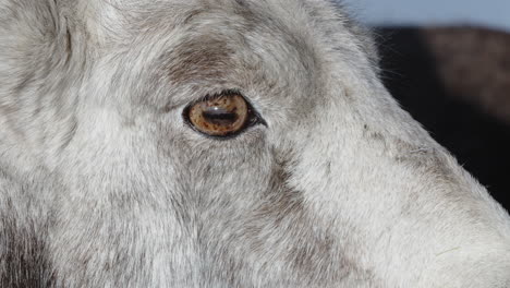 Face-Of-Female-Thinhorn-Sheep