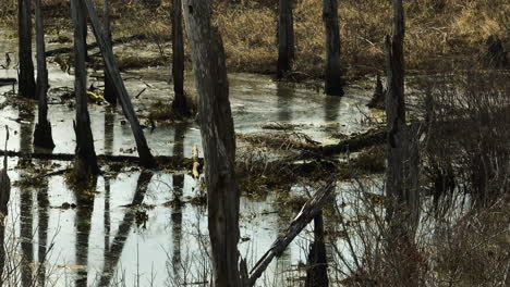 Tranquil-swamp-in-Point-Remove-Wildlife-Area,-Blackwell,-Arkansas,-reflecting-bare-trees