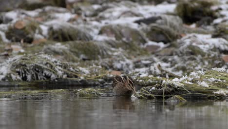 Bekassine-Gallinago-Gallinago-Auf-Nahrungssuche-Im-Fluss-Im-Winter,-Handkamera-Zeitlupe