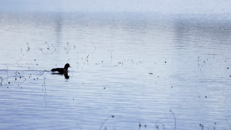 Water-bird-on-calm-floodplain-waters,-waterbirds-enjoying-the-wet-winter-landscape-in-the-UK