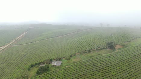 Riesige,-In-Nebel-Versunkene-Teehügel-In-Moc-Chau---Vietnam-Große-Teehügel-In-Vietnam