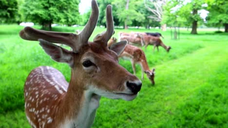 Primer-Plano-De-Un-Curioso-Ciervo-Marrón-Manchado-Salvaje-Masticando-Comida-En-Phoenix-Park,-Dublín