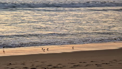 Costa-Panorámica-De-Manhattan-Beach-Usa-Pájaros-Comen-Por-Las-Olas-Reflejadas-Del-Amanecer-Que-Llegan-A-La-Orilla,-Arena-Blanca,-Entorno-Urbano-Natural