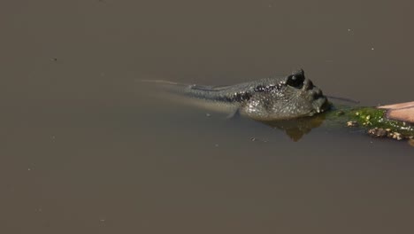 Seen-facing-to-the-right-while-in-the-muddy-brown-estuarine-water,-Gold-spotted-Mudskipper-Periophthalmus-chrysospilos,-Thailand
