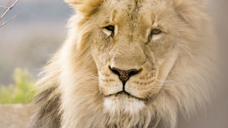 Close-up-of-african-lion-face-in-the-sun