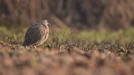 Indian-pond-heron-Closeup-in-morning
