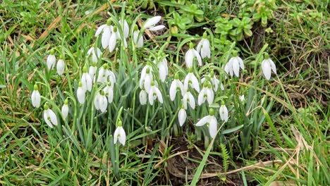 Snowdrops,-snowdrops,-are-the-first-flowers-in-the-garden-in-spring