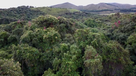 Ascenso-Con-Drones-Entre-árboles-En-Un-Bosque-Virgen-En-Machachi