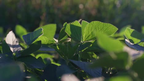 Closeup-of-soy-leaves-on-a-soybean-field-in-Santa-Fe,-Argentina