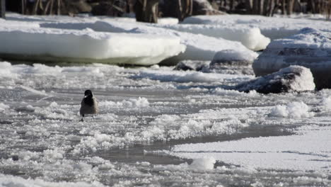 Hooded-Crow-walks-on-flowing-ice-pans-near-shore-in-Baltic-winter