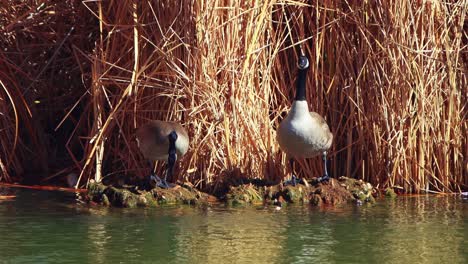 Morning-gaggle-in-southwest--wetlands