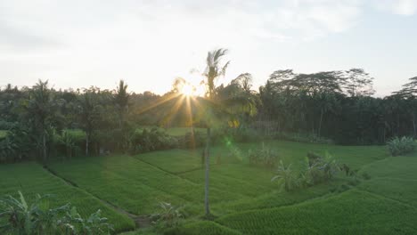 Luftaufnahme-Einer-Drohne-Mit-Schwenken-Der-Reisfelder-Bei-Sonnenaufgang-In-Ubud,-Bali,-Mit-Sonneneinstrahlung-Durch-Palmen