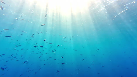 Vista-De-Buceo-Submarino-Grupo-Pov-Banco-De-Peces,-Reflejo-De-Los-Rayos-Del-Sol-Bajo-El-Agua