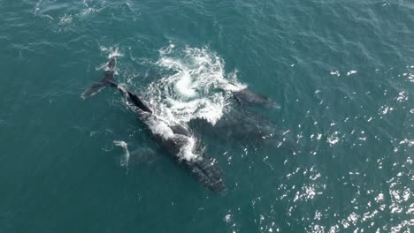 Luftaufnahme-über-Einer-Buckelwalfamilie-Vor-Der-Küste-Mosambiks
