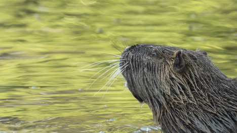 Close-up-view-of-a-nutria-or-coypu-in-a-lake