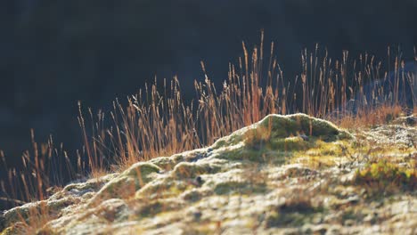 Wispy-withered-grass-stems-on-the-mossy-ground-covered-with-hoarfrost