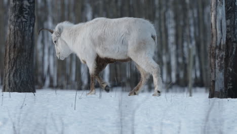 Closeup-Of-Female-Dall-Sheep-Roaming-On-Snowy-Mountain-Forest-In-Yukon,-Canada