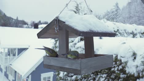 Great-Tit-Birds-Eating-At-Feeder-During-Winter---Close-Up