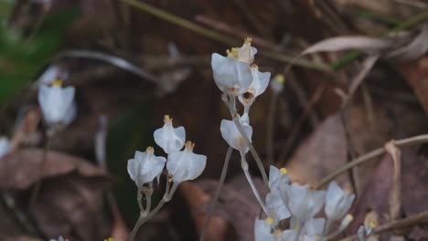 Camera-zooms-out-revealing-these-Burmannia-sp