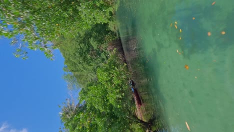 Luftdrohne-FPV-Fliegt-In-Geringer-Höhe-über-Dem-Türkisfarbenen-Wasser-Des-Flusses-Caño-Frio-Im-Exotischen-Wald,-Samana-In-Der-Dominikanischen-Republik