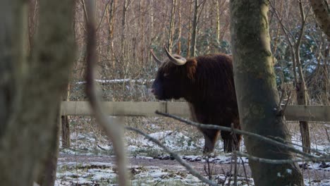 Furry-highland-cow-bull-starting-to-walk-in-exhibit-in-winter-forest