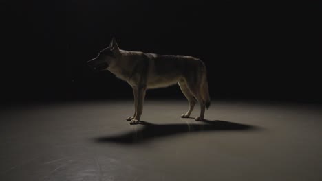 Wolfshund-In-Dunkler-Studioumgebung