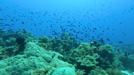 Calming,-relaxing-underwater-view-of-shoaling-triggerfish-in-tropical-waters-with-healthy-coral-reef-ecosystem-in-Coral-Triangle-in-Timor-Leste,-Southeast-Asia