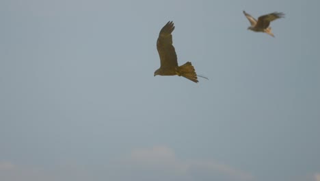 Zwei-Rotmilane-Milvus-Fliegen-Bei-Bewölktem-Himmel-Bei-Sonnenuntergang-In-Der-Luft