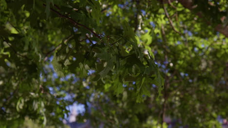 Sunlight-Reflections-On-Dense-Tree-Foliage.-Close-up-Shot