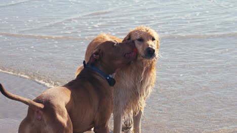 Un-Par-De-Perros-En-La-Playa-En-Un-Día-Soleado,-Pitbull-Con-Pelota-En-La-Boca-Y-Golden-Retriever-Sacudiéndose-El-Agua