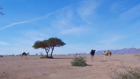 Dromedarys-in-westsahara,-mauritania-and-morocco