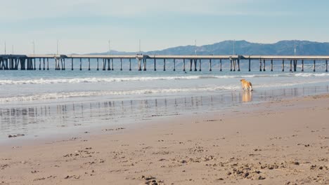 Perro-Golden-Retriever-Corriendo-Y-Atrapando-Juguetes-De-Pelota-En-Aguas-Poco-Profundas-Del-Mar-En-La-Playa-De-Arena,-Cámara-Lenta