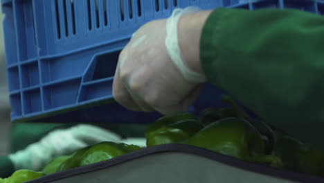 Close-up-of-green-capsicums-being-sorted-out-by-woman-in-factory