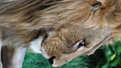 Vertical-Headshot-Of-A-Male-Lion-With-Thick-Bushy-Mane