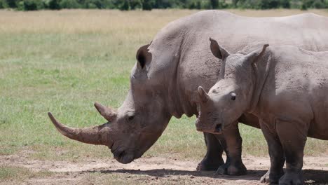 A-Female-And-A-Half-grown-Calf-Southern-White-Rhinos-At-Ol-Pejeta-Conservancy-In-Kenya