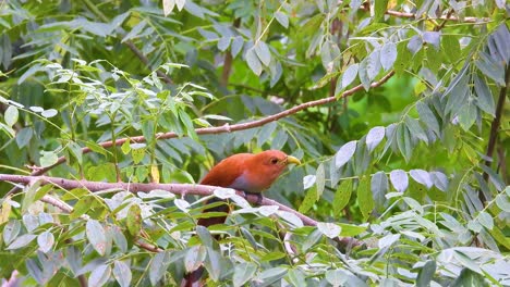 Squirrel-cuckoo-flying-away-from-a-branch,-beautiful-bright-orange-red-cuckoo-in-bright-medium-wide-shot