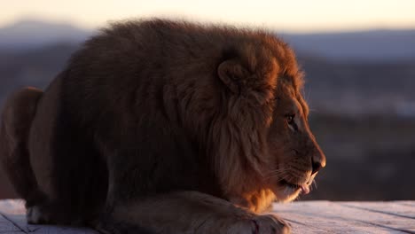 Löwe-Beendet-Mahlzeit-In-Der-Kalten-Morgensonne,-Während-Frost-In-Zeitlupe-Fliegt