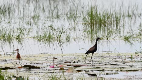 Baby-on-the-left-while-the-mother-bird-faces-to-the-right,-Bronze-winged-Jacana-Metopidius-indicus,-Thailand