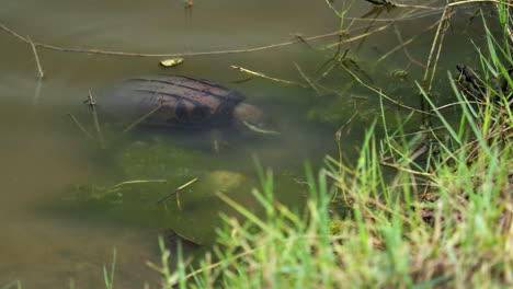 Schildkröte-Auf-Nahrungssuche-Unter-Der-Wasseroberfläche-Im-Fluss-In-Thailand